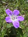 Geranium sylvaticum