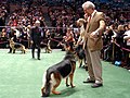 Ausstellung Deutscher Schäferhunde bei der Westminster Kennel Club Dog Show