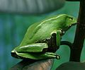 Giant Waxy Monkey Frog