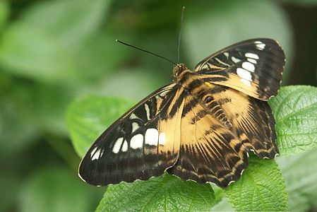 Parthenos sylvia subsp. philippensis (Clipper)