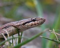 Cobra lagarteira meridional (Coronella girondica)