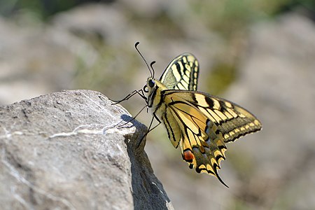 Papilio machaon (Old World Swallowtail)