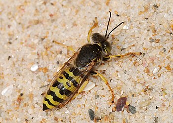 Sand wasp