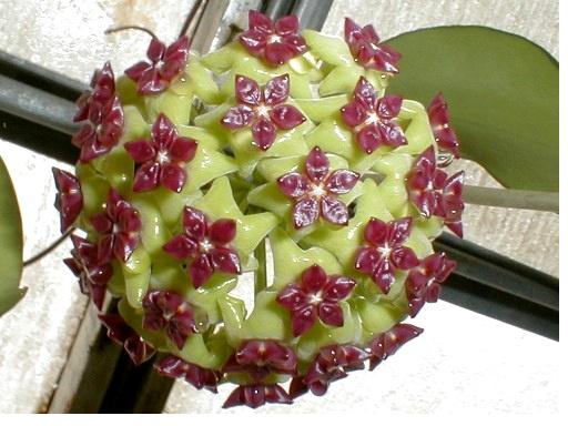 File:Sample of Hoya cinnamomifolia.jpg