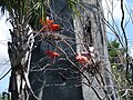 Scarlet ibis and roseate spoonbill