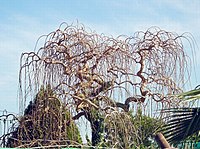 תות שחור בכותי (Morus nigra pendula)