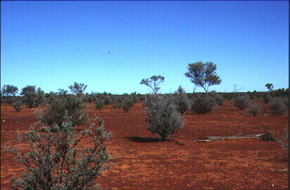 Berkas:Mulga heath.jpg