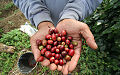 Kopi Pinogu, Kabupaten Bone Bolango