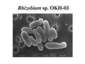 Rhisobium sp.