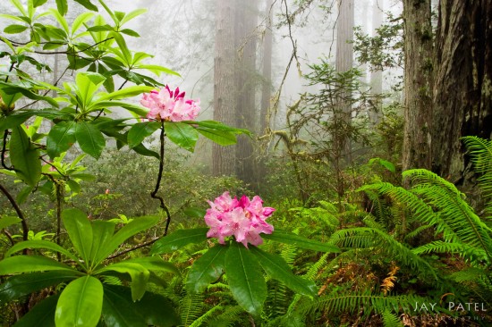 Landscape photography from Redwood Forest National Park, California by Jay Patel