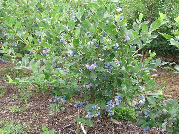 Mirtillo gigante americano