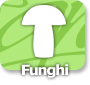 Funghi