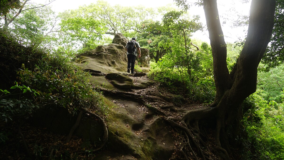 天園ハイキングコースの一部。