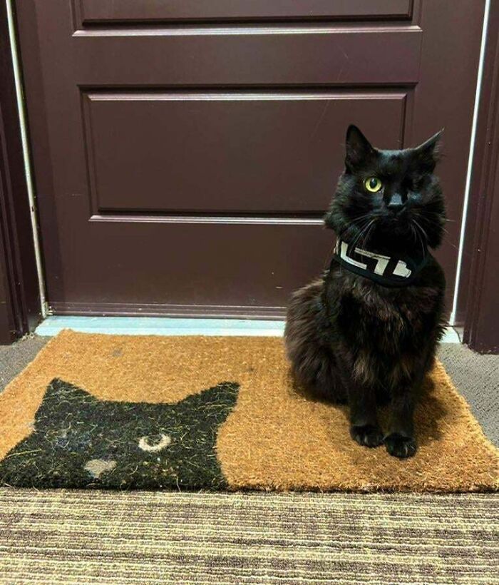 My Bulgarian Dumpster Cat Is Proud Of His Harness And Doormat