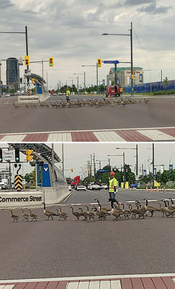 Geese crossing a busy intersection with a traffic officer ensuring safety, showcasing interesting things on the road.