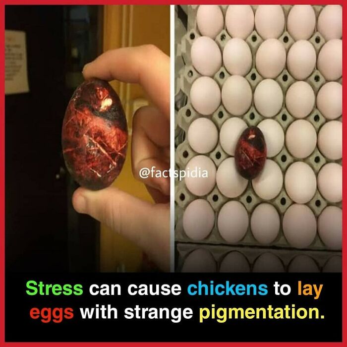 Unusual egg pigmentation caused by stress, highlighting one of the interesting facts about chickens and their eggs.