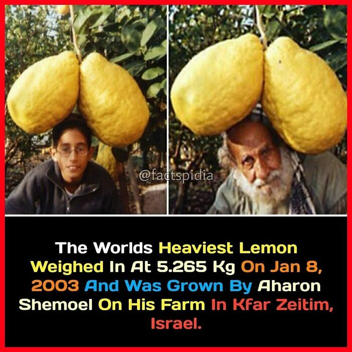 Two men with the world's heaviest lemon weighing 5.265 kg, grown by Aharon Shemoel in Israel.