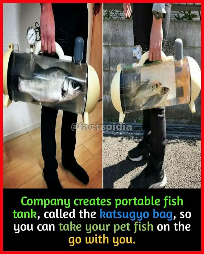 Person holding a portable fish tank, the Katsugyo bag, designed for carrying pet fish.