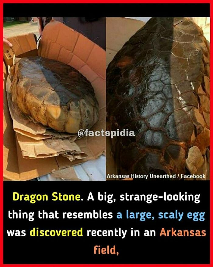 Large scaly dragon stone resembling egg discovered in Arkansas field, creating surprising intrigue.