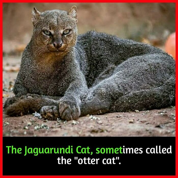 Jaguarundi cat resting on the ground, known as the "otter cat," showcasing surprising feline characteristics.