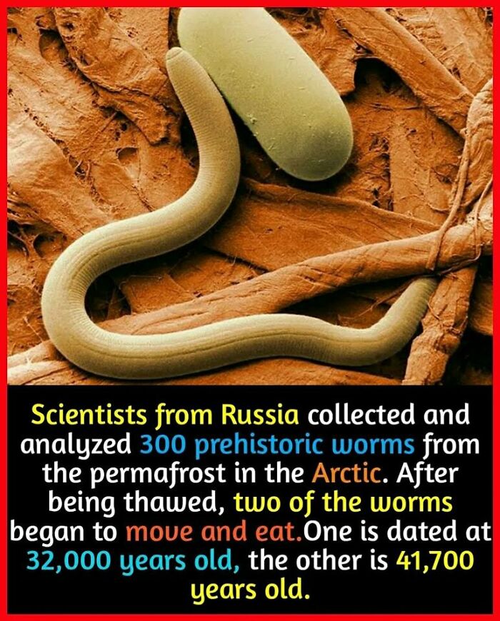 Close-up of prehistoric worm from Arctic permafrost, 32,000 years old, rediscovered by Russian scientists.