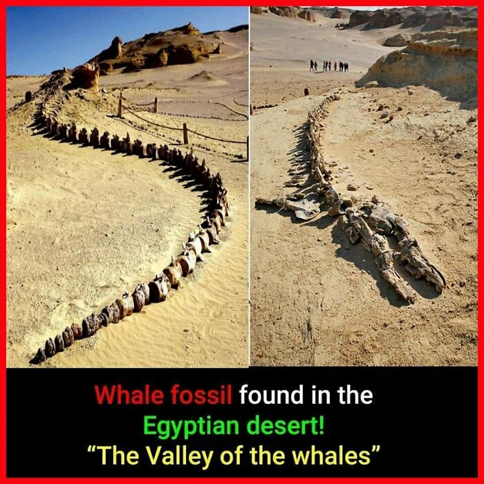 Whale fossil discovery in Egypt's desert, showcasing ancient vertebrae in a sandy landscape.