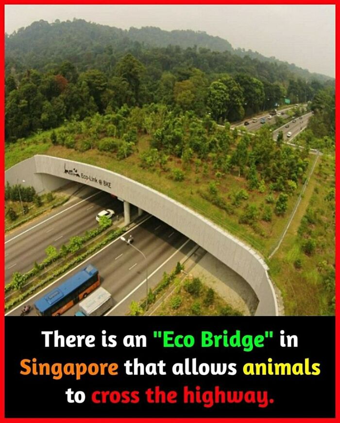 Eco bridge in Singapore over highway surrounded by forest, enabling safe animal crossing.