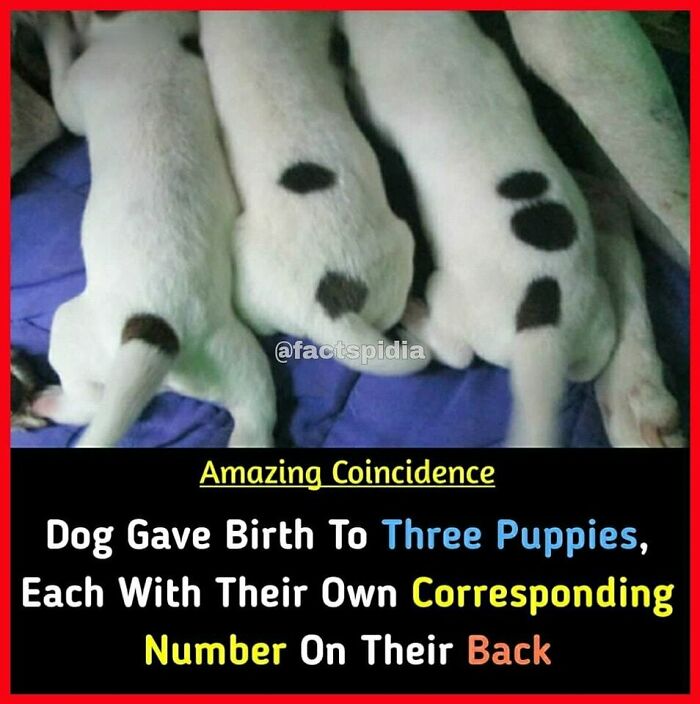 Three puppies with unique spots form numbers on their backs, illustrating an interesting coincidence.