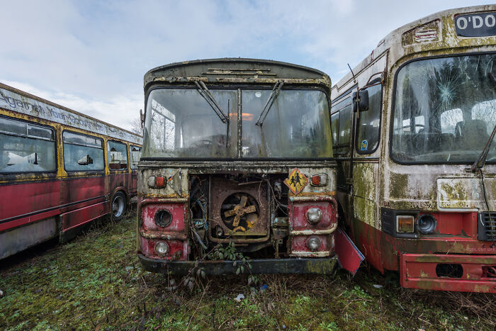 Irish ghost bus graveyard with moss-covered, rusting buses parked closely together in an overgrown area.