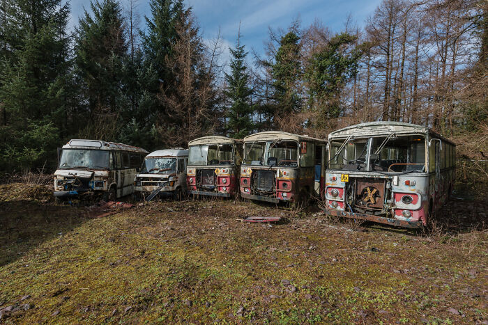 Abandoned Irish ghost buses in a forest graveyard setting, showcasing nature reclaiming vintage vehicles.