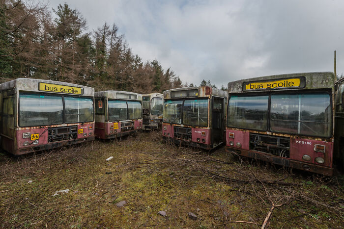 Irish ghost bus graveyard with several abandoned school buses surrounded by overgrown vegetation.