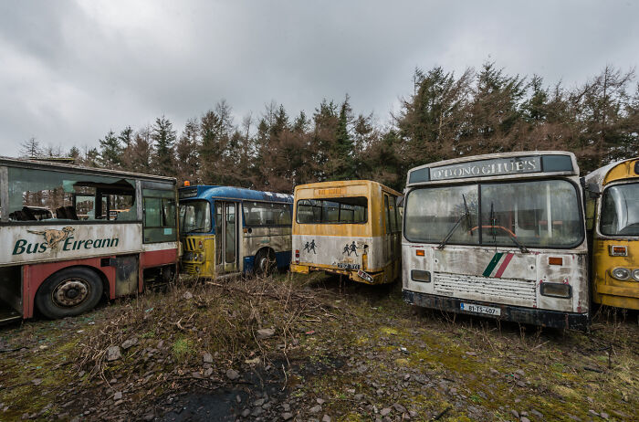 Irish ghost bus graveyard with abandoned buses, surrounded by overgrown vegetation.