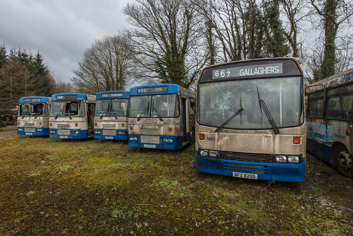 Old Irish buses in an abandoned graveyard, surrounded by trees and mossy ground on a cloudy day.