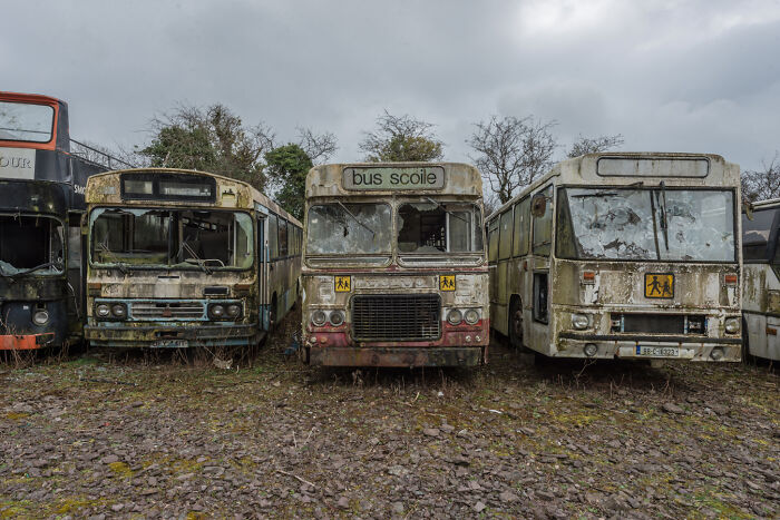 Three abandoned buses in an Irish ghost bus graveyard, surrounded by overcast skies and bare trees.