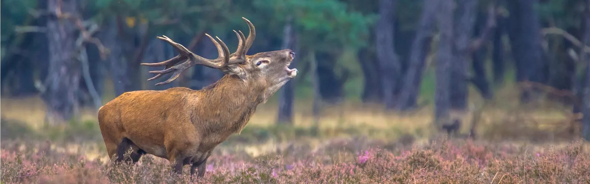 Campings zoeken op de Veluwe 