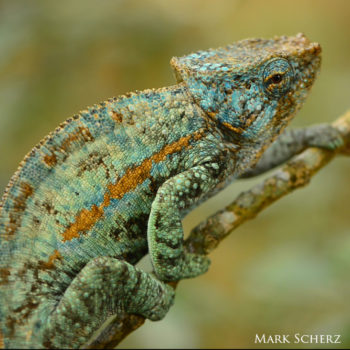 Calumma ambreense chameleon