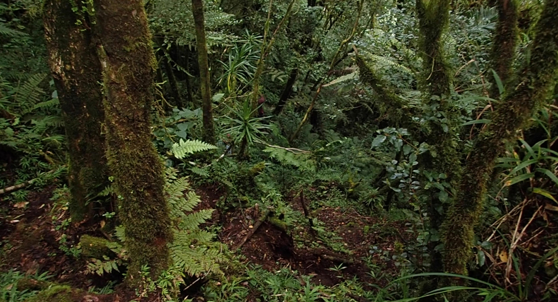 Madagascar forest