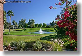 borrego, borrego springs, bougainvilleas, california, horizontal, west coast, western usa, photograph