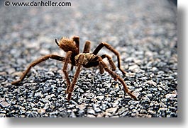 borrego springs, california, horizontal, tarantula, west coast, western usa, photograph