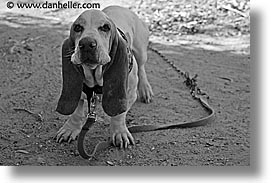 basset, black and white, california, horizontal, hound, nipton, west coast, western usa, photograph