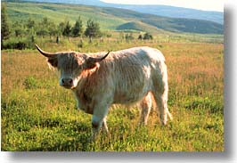 animals, cows, cowscows, england, europe, highlands, horizontal, scotland, united kingdom, photograph