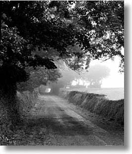 england, europe, scotland, trees, tunnel, united kingdom, vertical, photograph