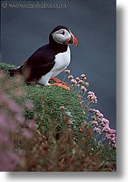 birds, england, europe, puffin, scotland, united kingdom, vertical, photograph