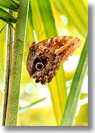 butterflies, england, europe, owls, scotland, united kingdom, vertical, photograph