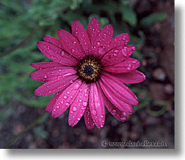 england, europe, flowers, horizontal, osteospermum, scotland, united kingdom, photograph