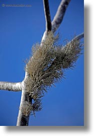 ecuador, equator, galapagos islands, latin america, liken, rabida, vertical, photograph