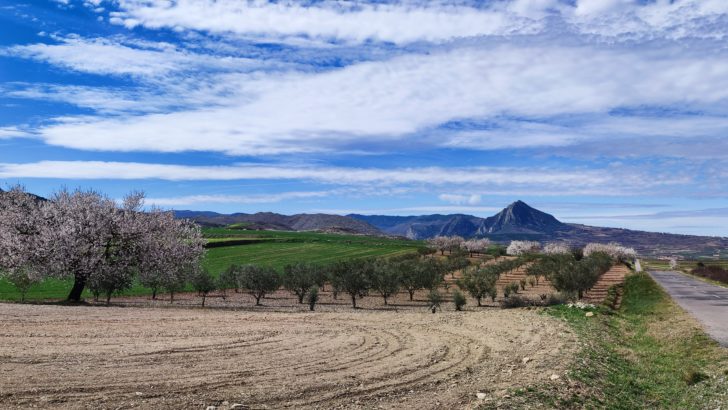 Almendros en flor