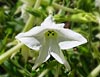 Nicotiana spp.