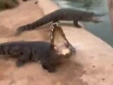 La pelle, une arme redoutable contre les crocodiles