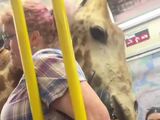 Une tête de girafe dans le métro